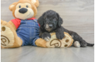 Popular Mini Goldendoodle Poodle Mix Pup