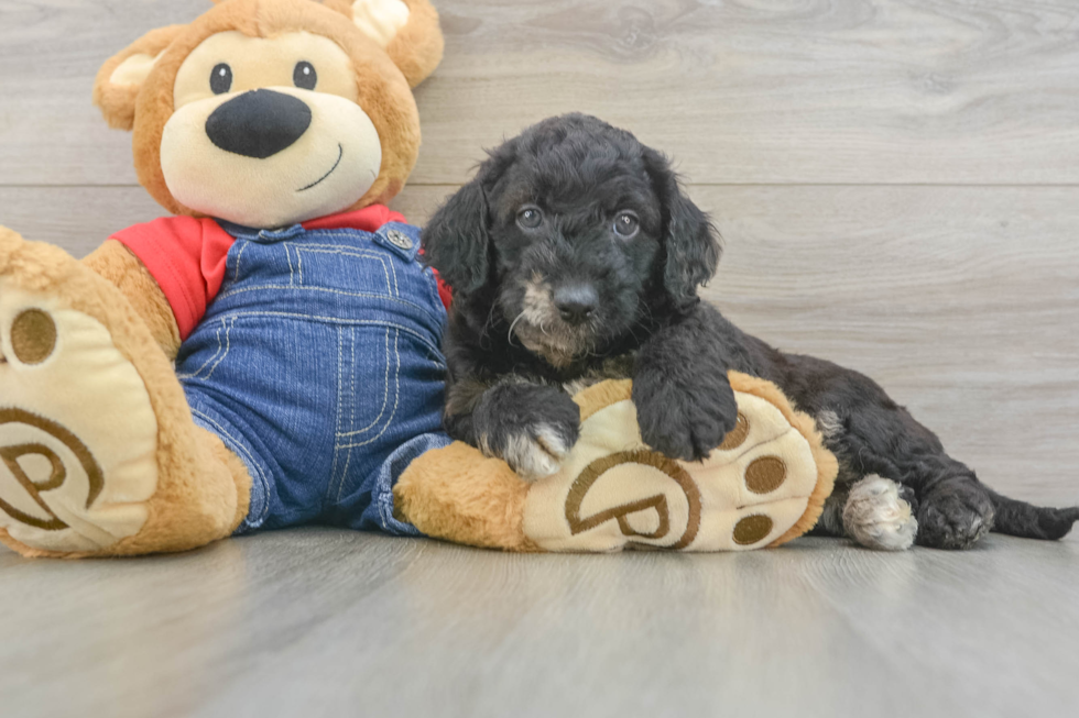 Popular Mini Goldendoodle Poodle Mix Pup
