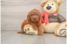 Petite Mini Goldendoodle Poodle Mix Pup