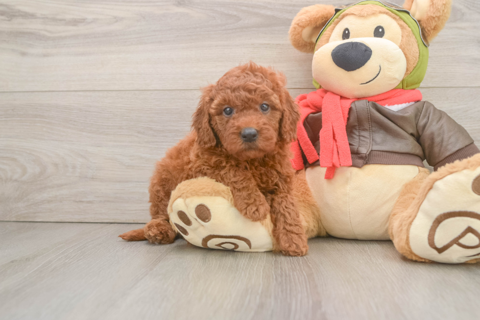 Petite Mini Goldendoodle Poodle Mix Pup