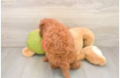 Energetic Golden Doodle Poodle Mix Puppy