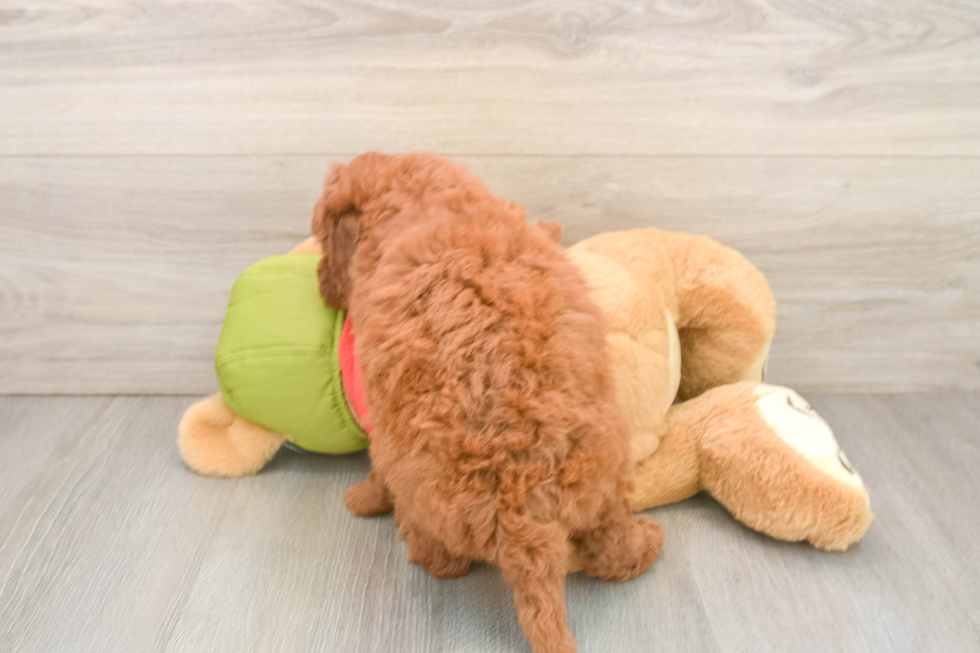 Energetic Golden Doodle Poodle Mix Puppy