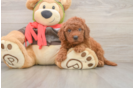 Mini Goldendoodle Puppy for Adoption