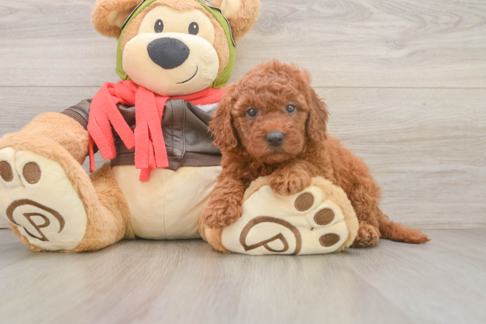 Mini Goldendoodle Puppy for Adoption
