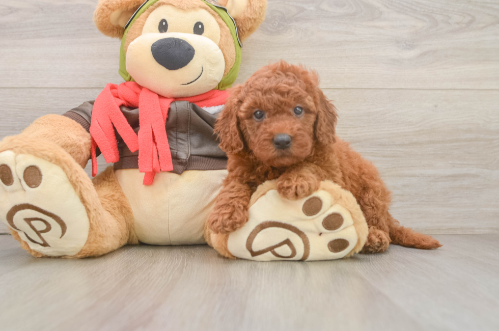 5 week old Mini Goldendoodle Puppy For Sale - Pilesgrove Pups