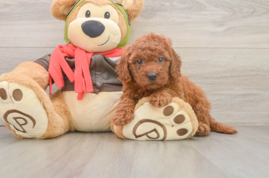 Mini Goldendoodle Puppy for Adoption