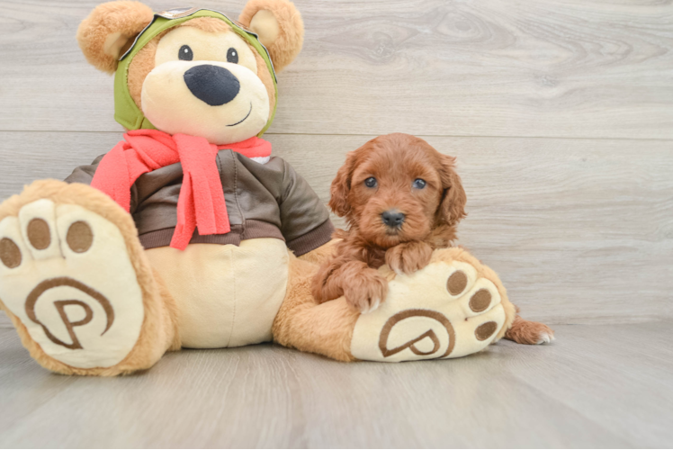 Mini Goldendoodle Puppy for Adoption