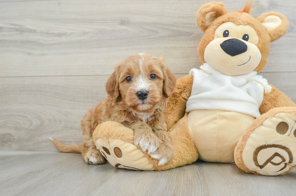 6 week old Mini Goldendoodle Puppy For Sale - Pilesgrove Pups