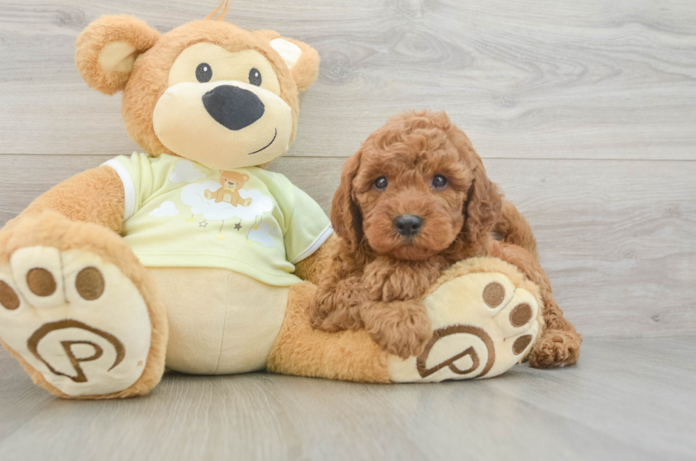 6 week old Mini Goldendoodle Puppy For Sale - Pilesgrove Pups