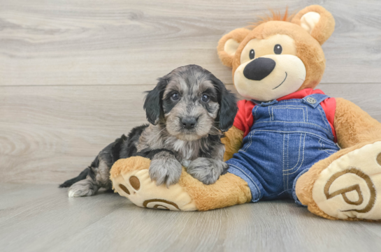 Petite Mini Goldendoodle Poodle Mix Pup