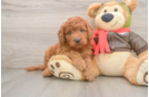 Mini Goldendoodle Puppy for Adoption
