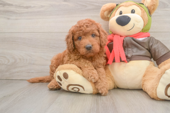 Mini Goldendoodle Puppy for Adoption