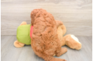 Small Mini Goldendoodle Baby