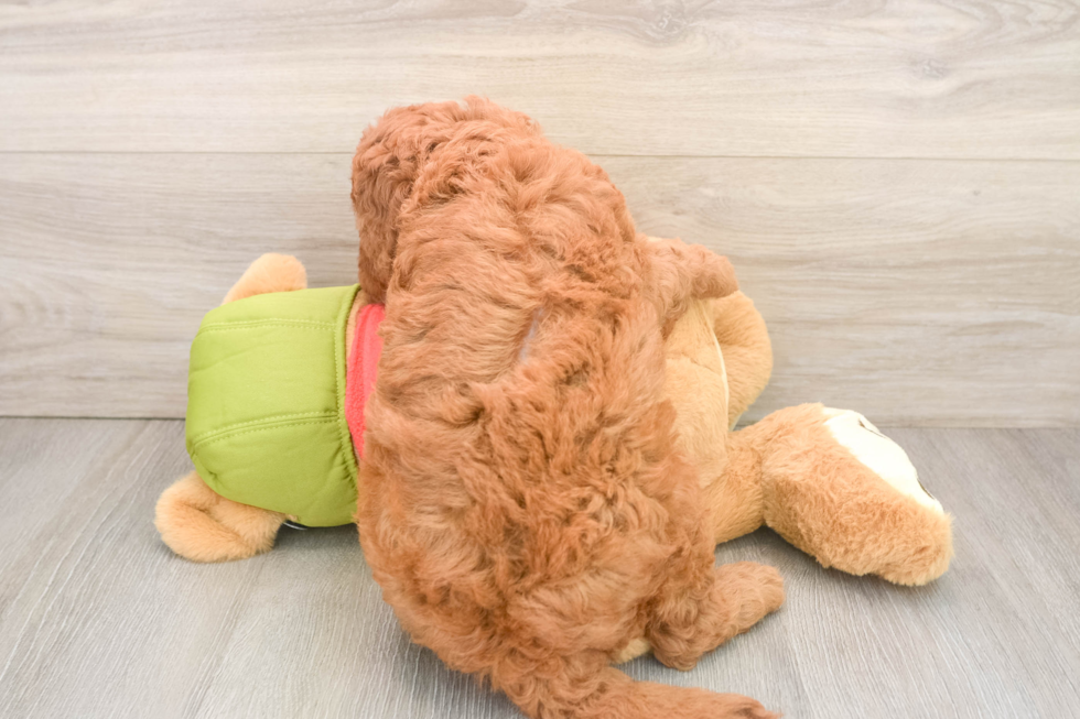 Small Mini Goldendoodle Baby