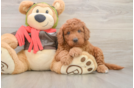 Smart Mini Goldendoodle Poodle Mix Pup