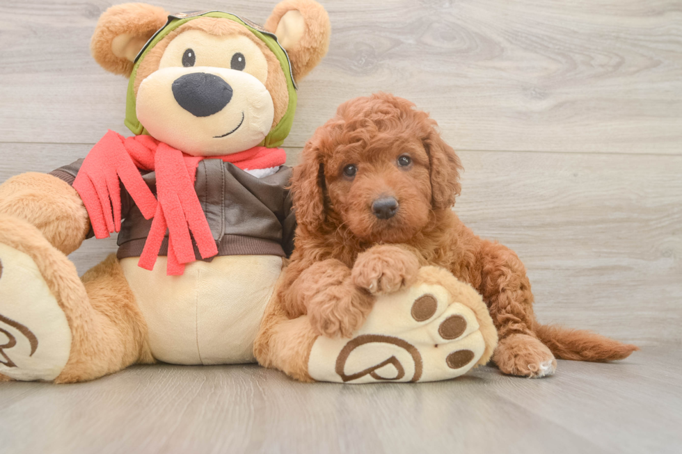 Smart Mini Goldendoodle Poodle Mix Pup