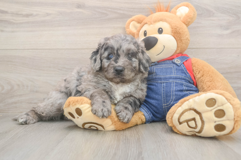 5 week old Mini Goldendoodle Puppy For Sale - Pilesgrove Pups