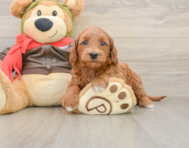 7 week old Mini Goldendoodle Puppy For Sale - Pilesgrove Pups