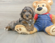 10 week old Mini Goldendoodle Puppy For Sale - Pilesgrove Pups