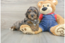 Best Mini Goldendoodle Baby
