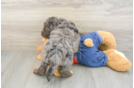 Cute Mini Goldendoodle Baby