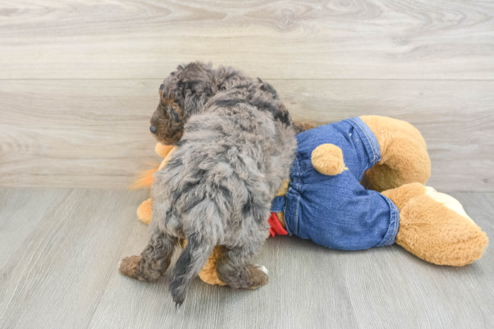 Cute Mini Goldendoodle Baby