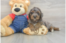 Best Mini Goldendoodle Baby