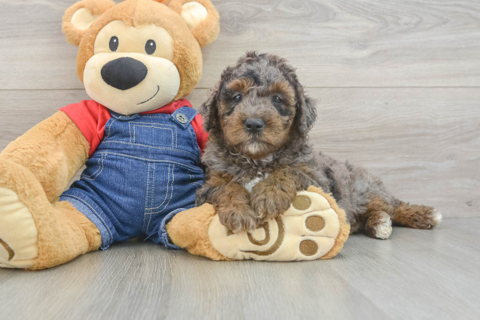 Best Mini Goldendoodle Baby