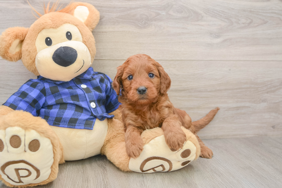 Mini Goldendoodle Puppy for Adoption