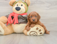 8 week old Mini Goldendoodle Puppy For Sale - Pilesgrove Pups