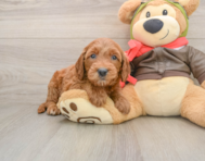 7 week old Mini Goldendoodle Puppy For Sale - Pilesgrove Pups