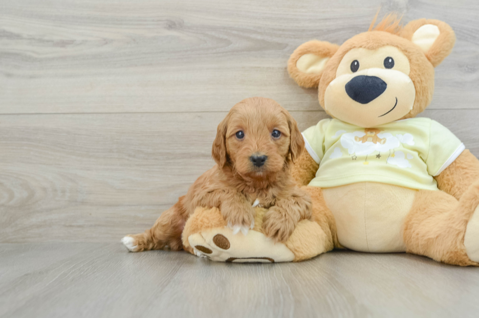 6 week old Mini Goldendoodle Puppy For Sale - Pilesgrove Pups