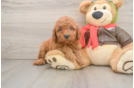 Mini Goldendoodle Puppy for Adoption