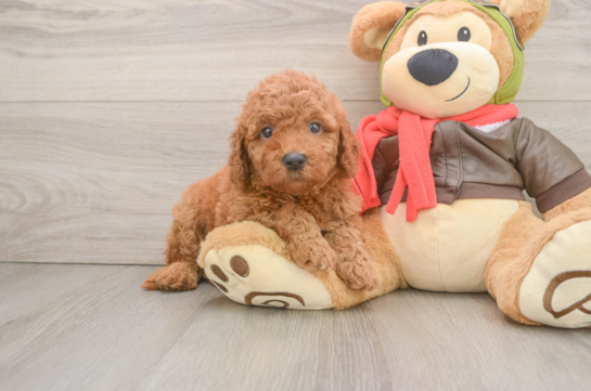 Mini Goldendoodle Puppy for Adoption