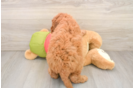 Mini Goldendoodle Puppy for Adoption