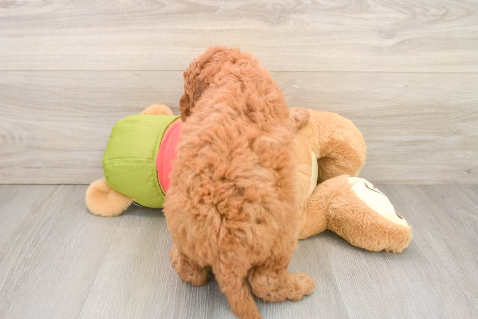 Mini Goldendoodle Puppy for Adoption