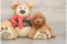 Mini Goldendoodle Puppy for Adoption