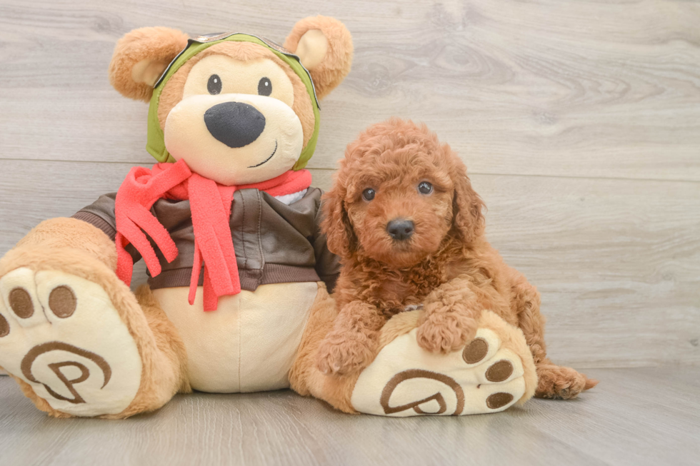 Mini Goldendoodle Puppy for Adoption