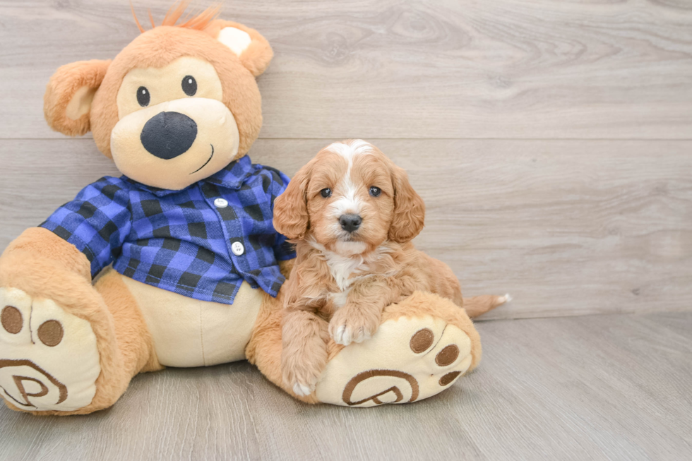 Cute Mini Goldendoodle Baby