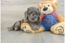 Sweet Mini Goldendoodle Baby