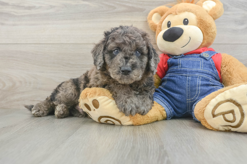 Sweet Mini Goldendoodle Baby