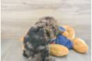 Mini Goldendoodle Puppy for Adoption