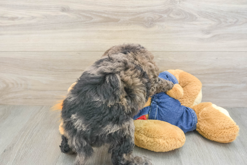 Mini Goldendoodle Puppy for Adoption