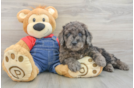 Sweet Mini Goldendoodle Baby