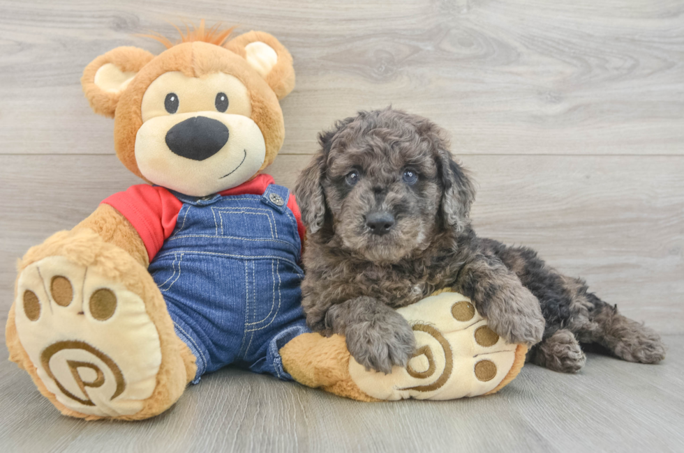 5 week old Mini Goldendoodle Puppy For Sale - Pilesgrove Pups