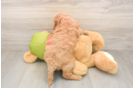 Adorable Golden Retriever Poodle Mix Poodle Mix Puppy