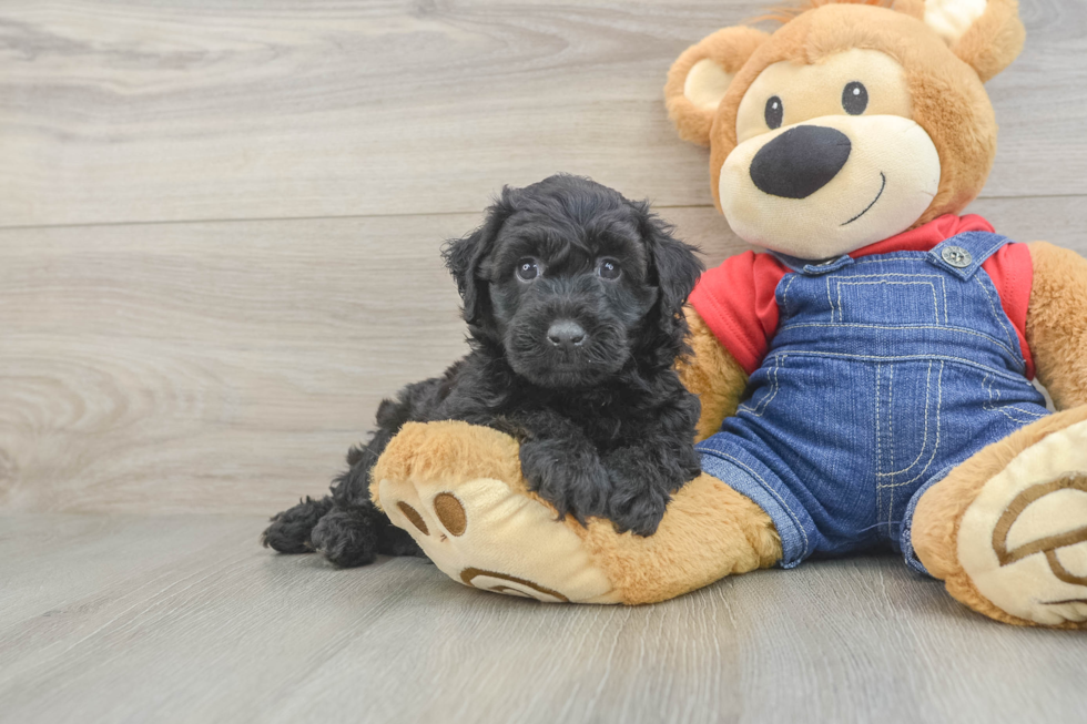 Popular Mini Goldendoodle Poodle Mix Pup