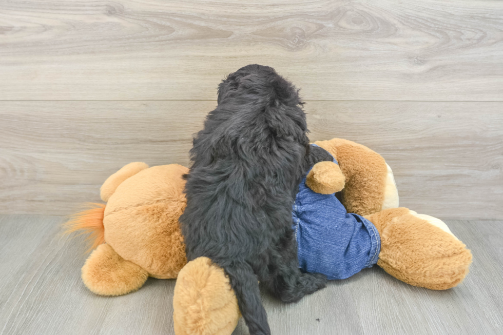 Sweet Mini Goldendoodle Baby