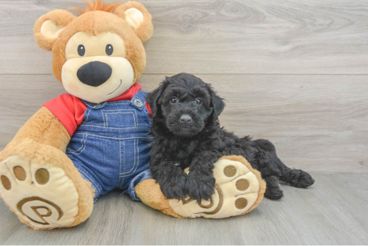 Hypoallergenic Mini Goldiepoo Poodle Mix Puppy