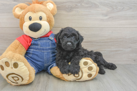 Hypoallergenic Mini Goldiepoo Poodle Mix Puppy